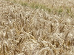 FZ030664 Wheat field.jpg